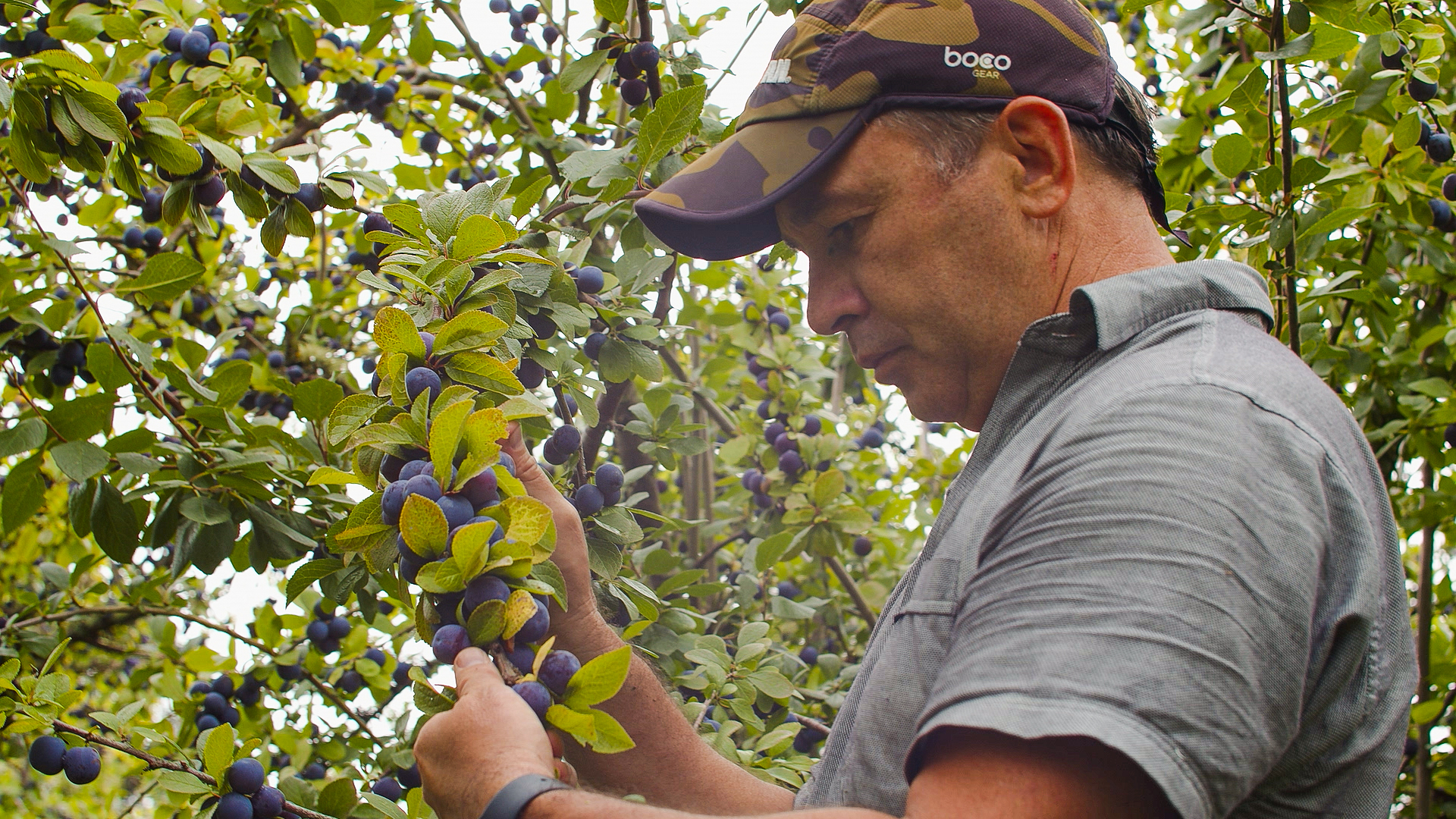 Orchard Damson plum qualitly checking