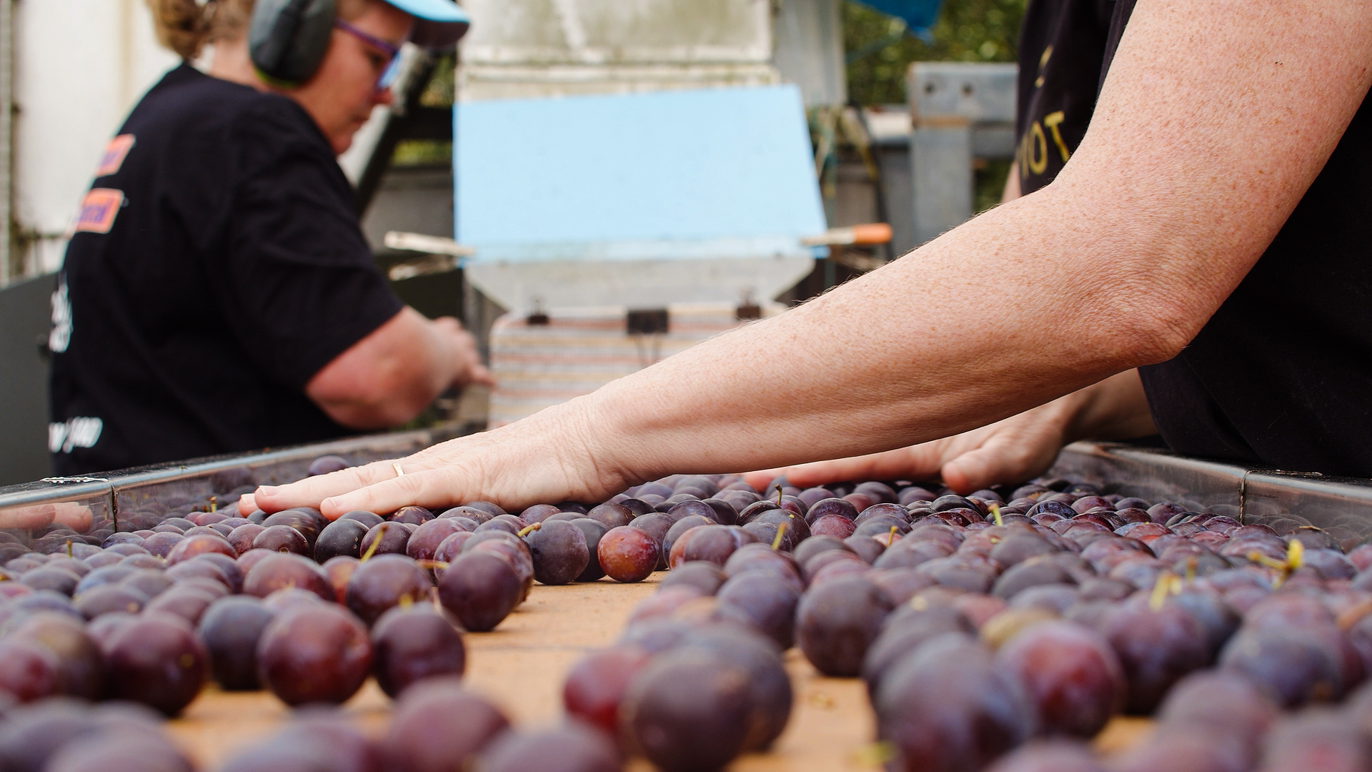 Damson Plum sorting on conveyor belt